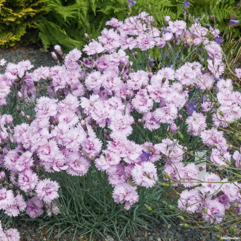 Dianthus plumarius Pike's Pink - Œillet mignardise