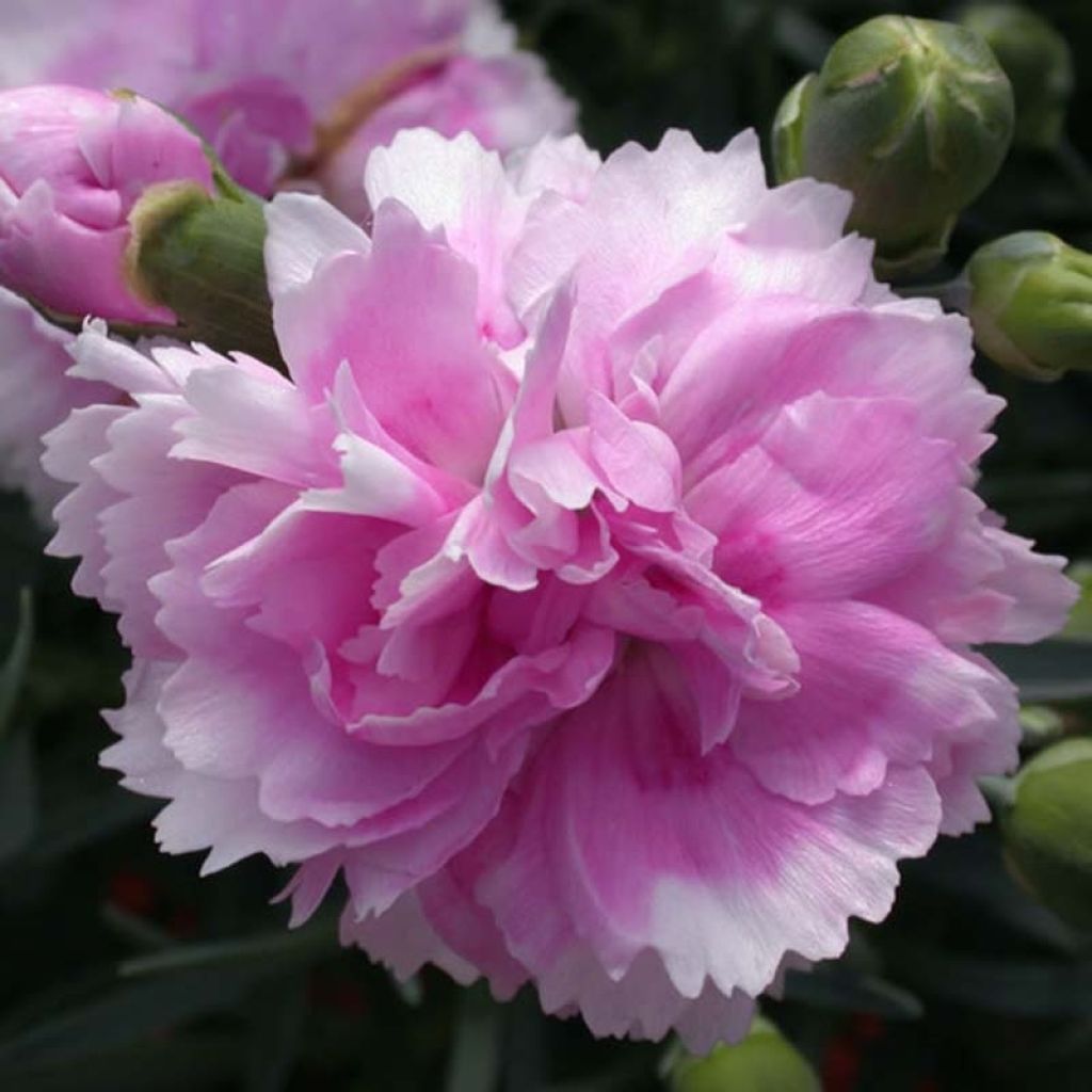 Dianthus plumarius Scent First Iced Gem - Oeillet mignardise