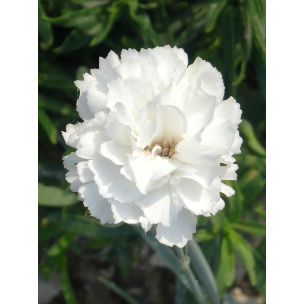 Dianthus plumarius Devon Dove - Oeillet mignardise.