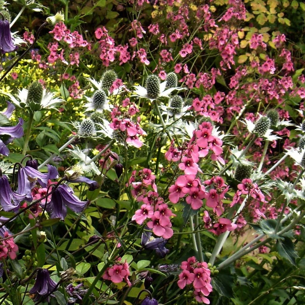 Diascia personata - Diascie