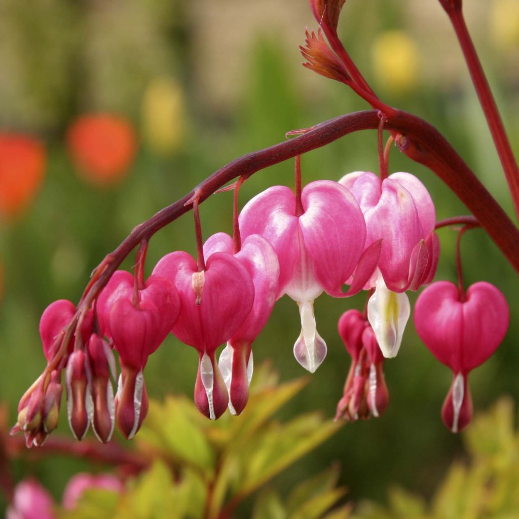 Coeur de Marie Rose - Dicentra spectabilis