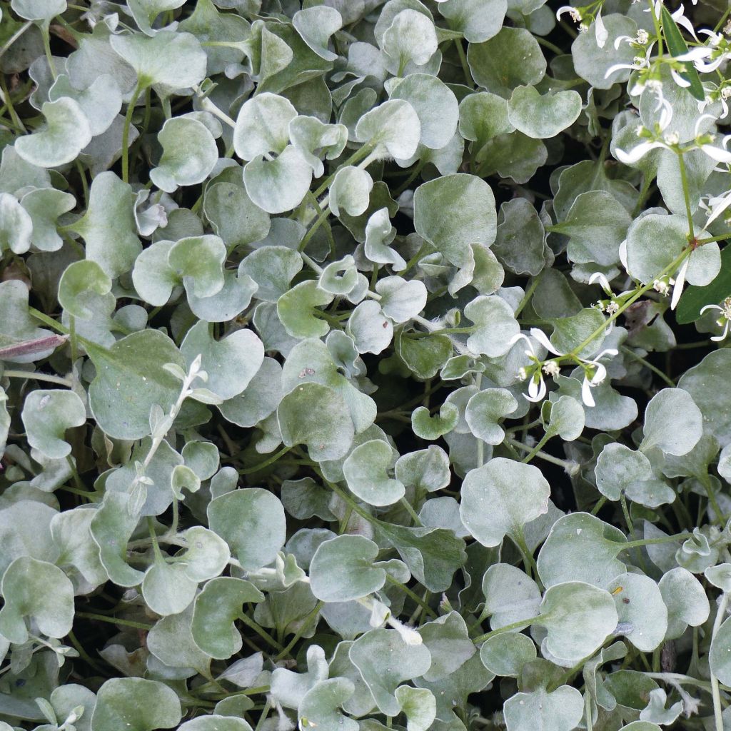 Dichondra Silver Falls  