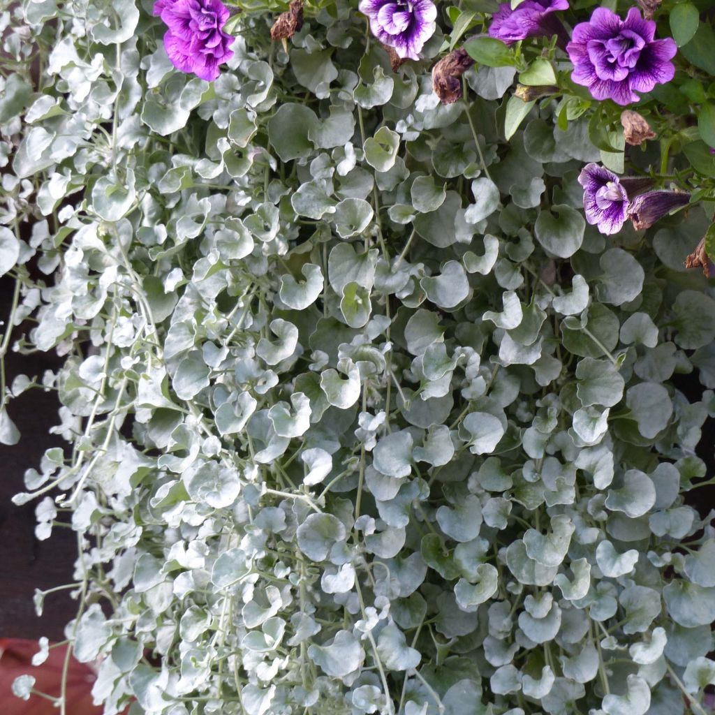 Dichondra Silver Falls  