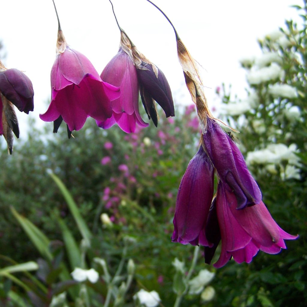 Canne à pêche des anges - Dierama Blackberry Bells