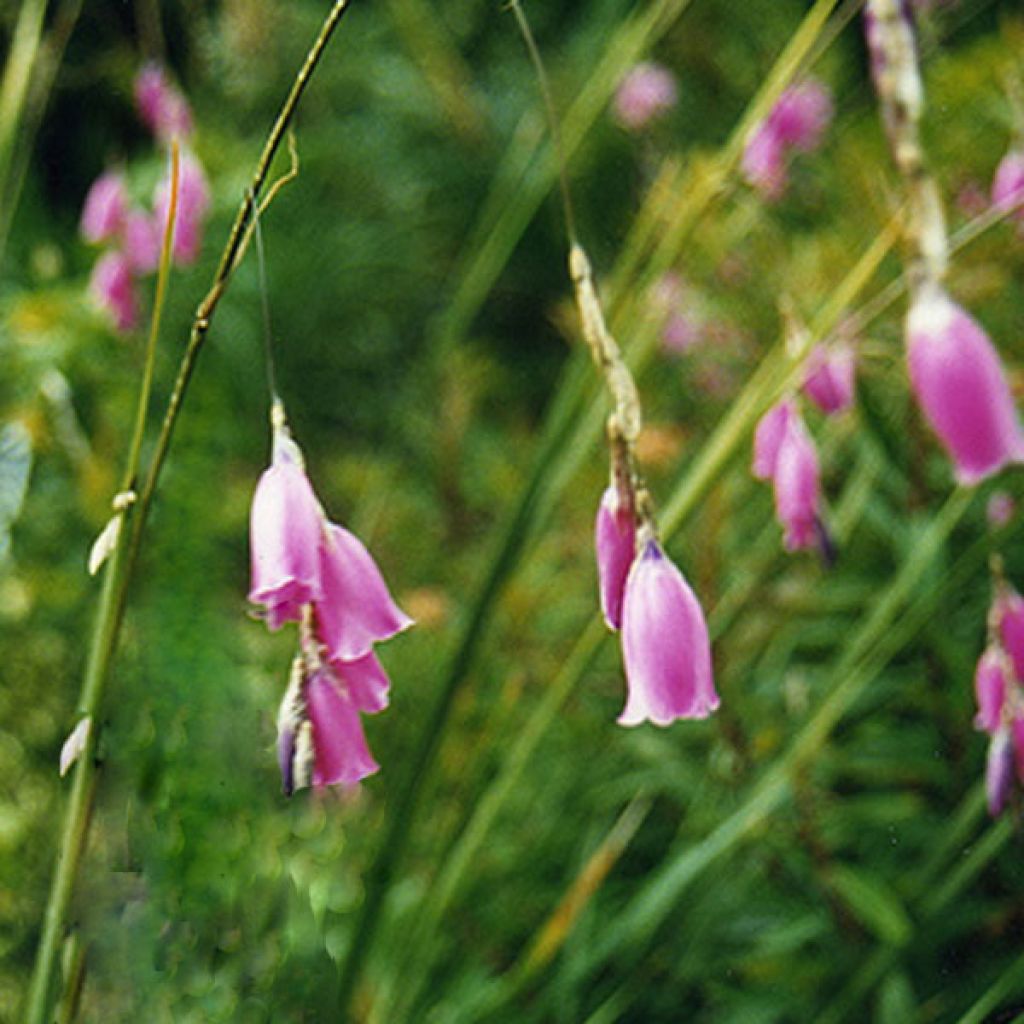 Canne à pêche de Vénus - Dierama pulcherrimum