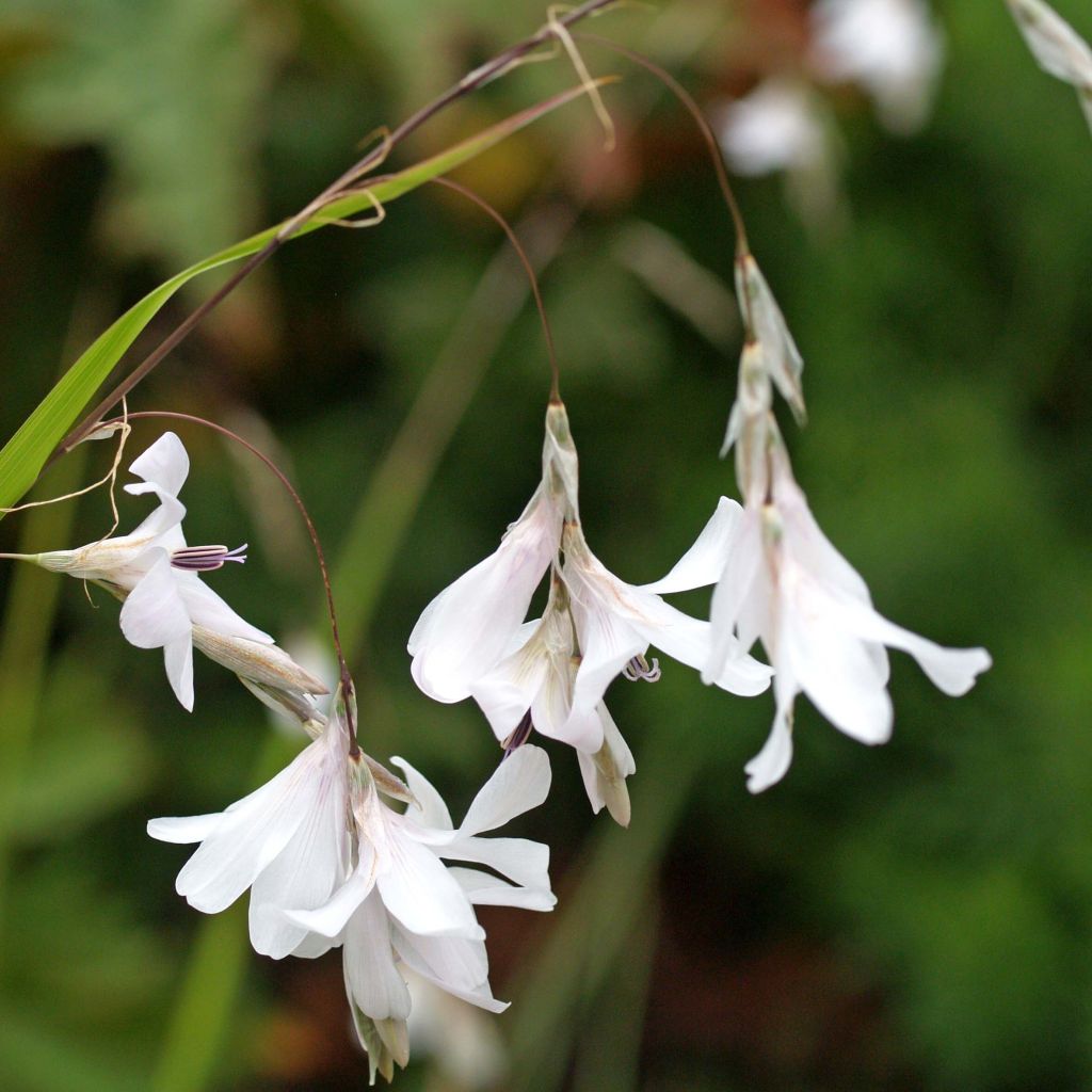 Canne à pêche des anges - Dierama Guinevere