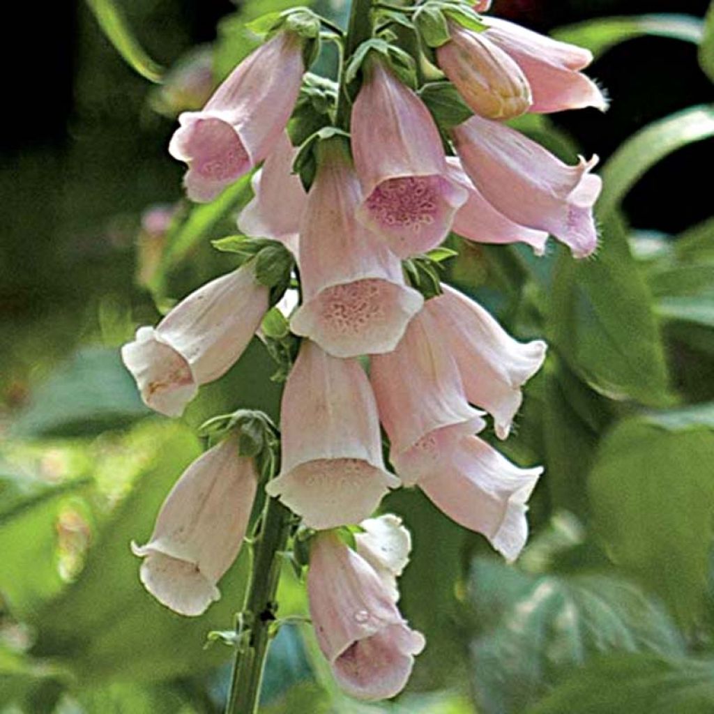 Digitale Suttons Apricot - Digitalis purpurea