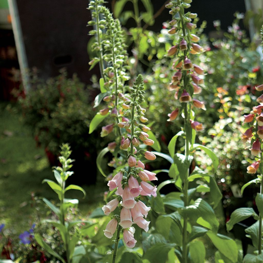 Digitale Suttons Apricot - Digitalis purpurea