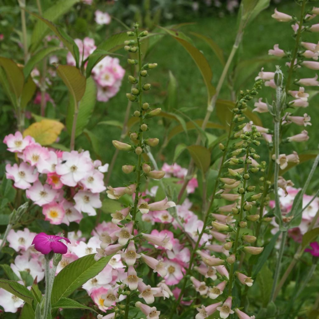 Digitalis Glory of Roundway - Digitale