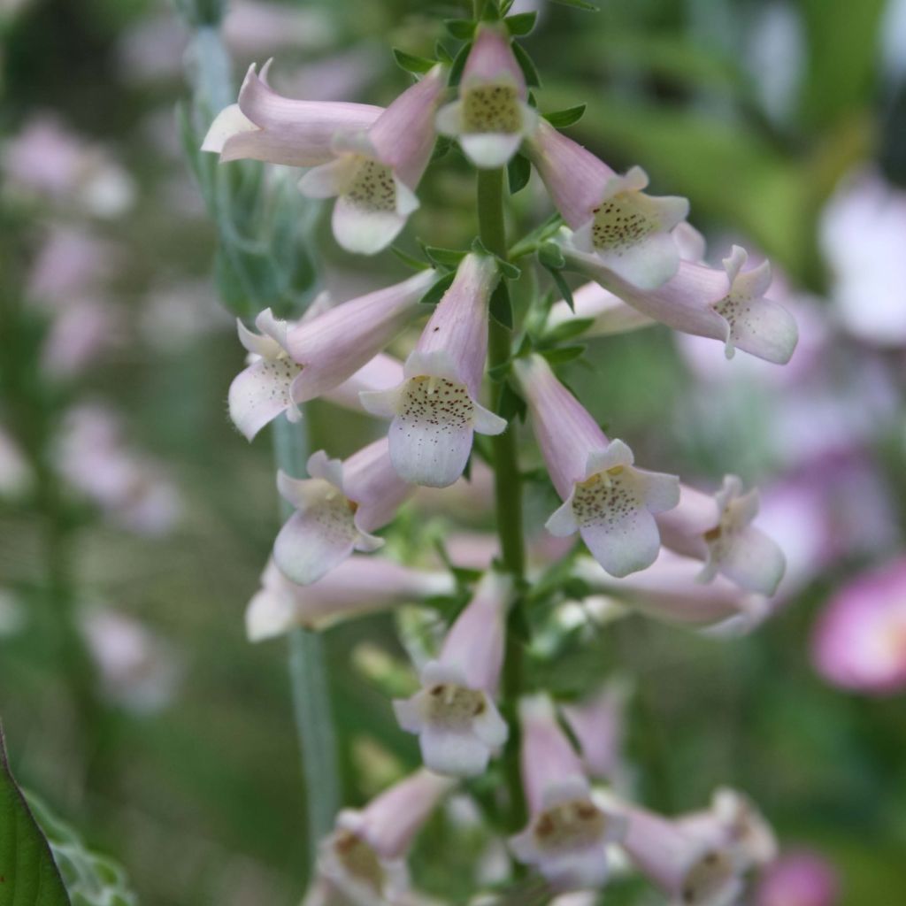 Digitalis Glory of Roundway - Digitale