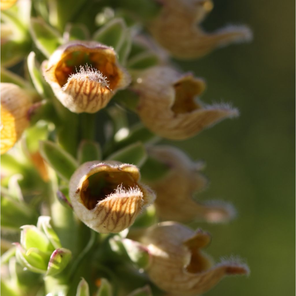 Digitale ferrugineuse - Digitalis ferruginea Gigantea