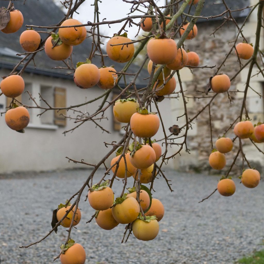 Diospyros kaki - Plaqueminier