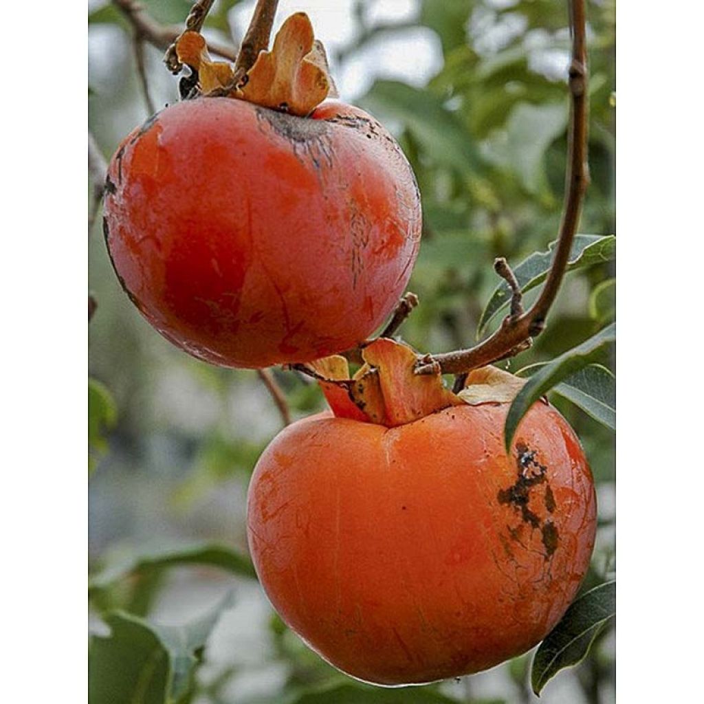 Kiwai femelle Red Jumbo - Actinidia arguta