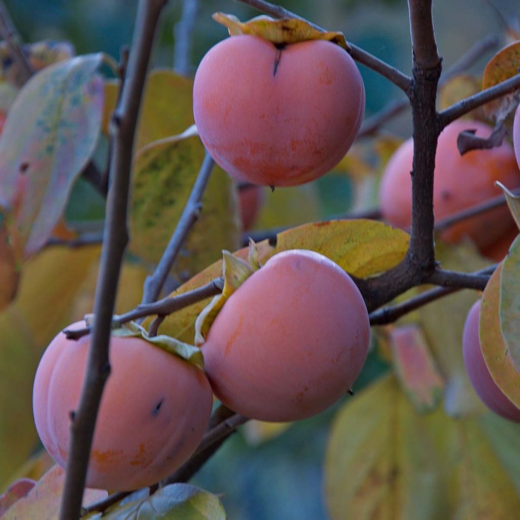 Plaqueminier, Kaki - Diospyros kaki Vanillia