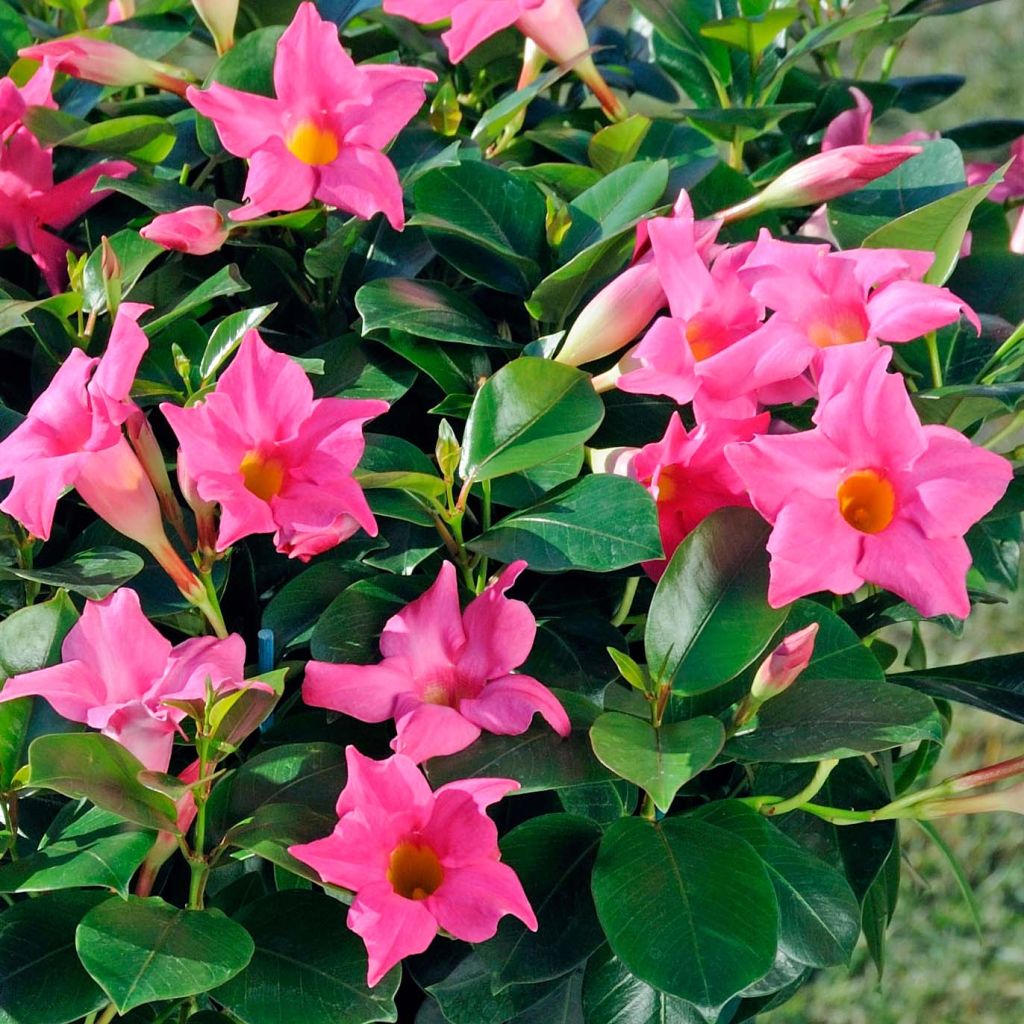 Dipladénia Diamantina Jade Pink - Mandevilla