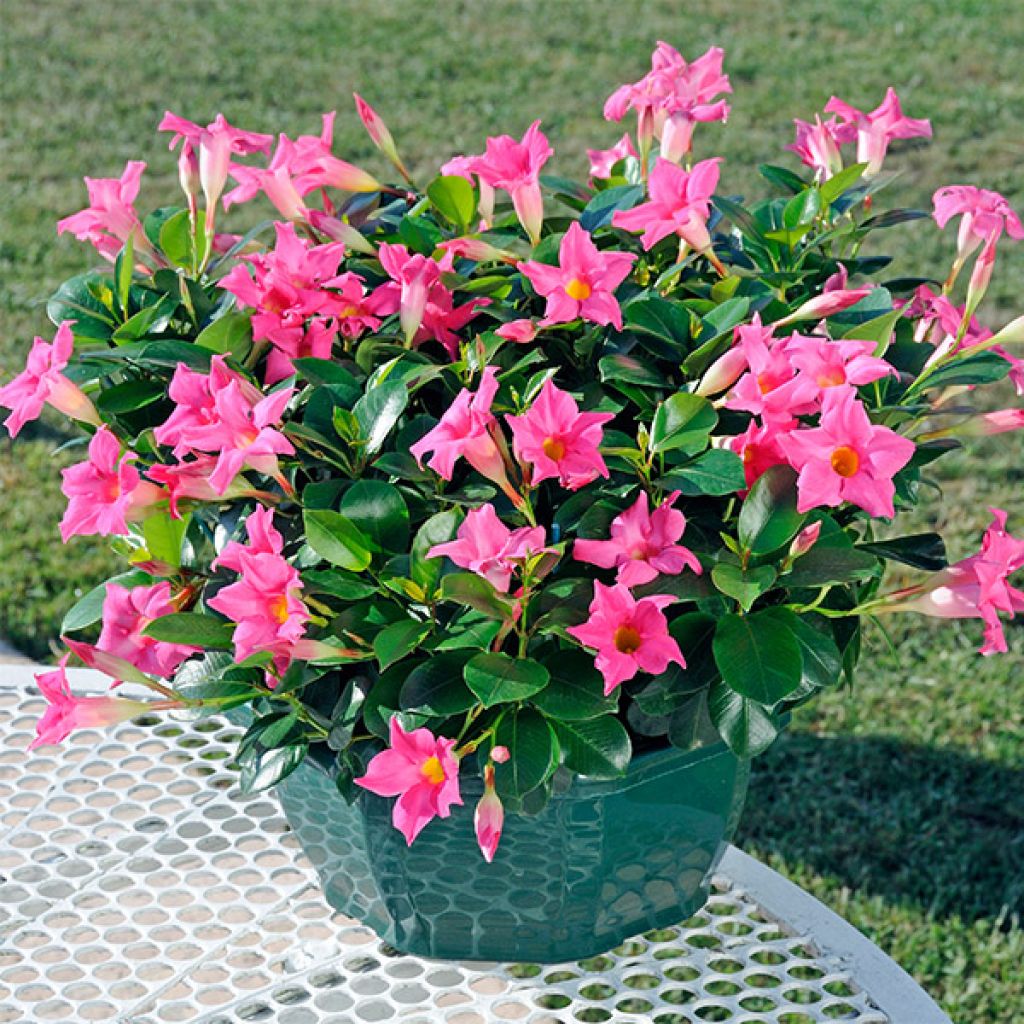 Dipladénia Diamantina Jade Pink - Mandevilla