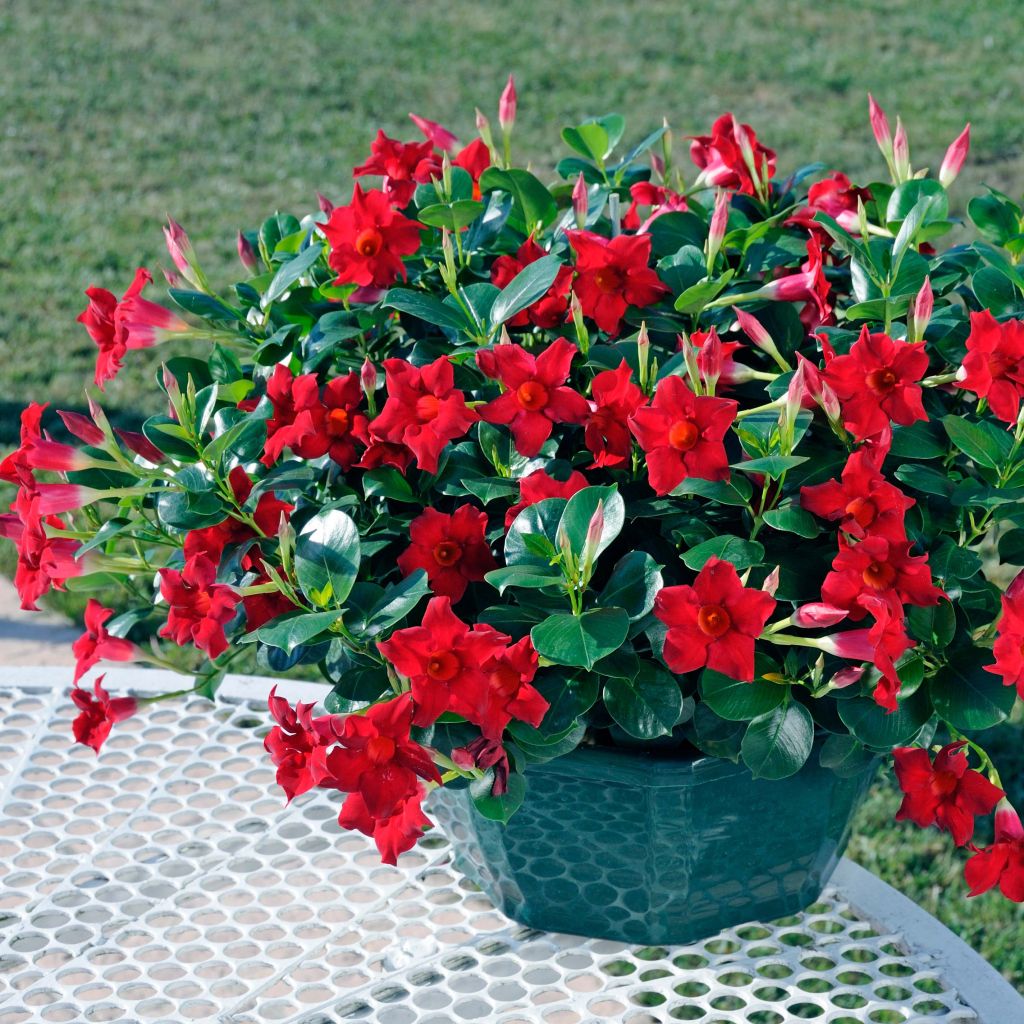 Dipladénia Diamantina Jade Scarlet - Mandevilla 