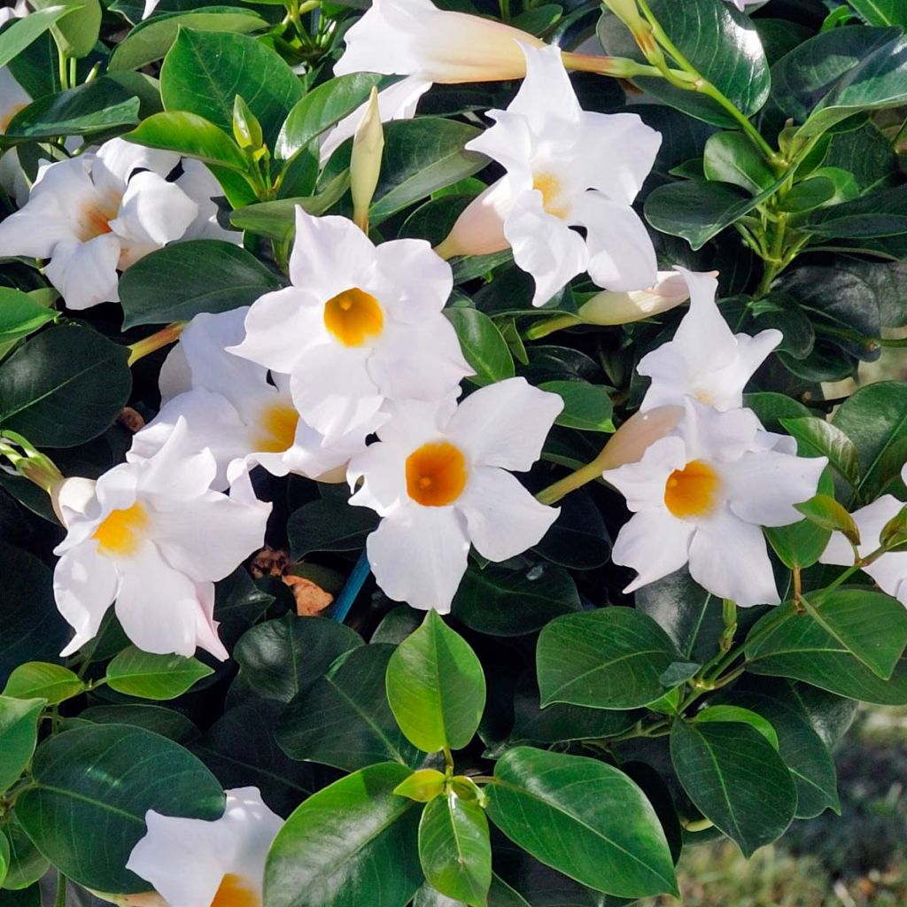 Dipladénia Diamantina Jade White - Mandevilla 