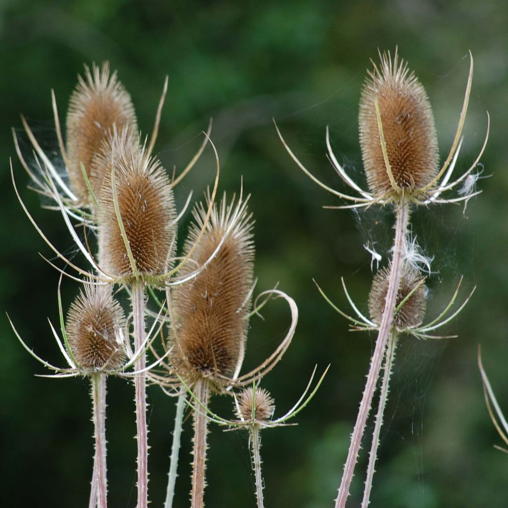 Dipsacus fullonum - Cardère sauvage - Cabaret des oiseaux