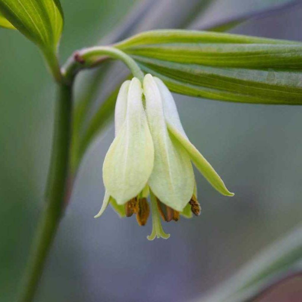 Disporum cantoniense Green Giant - Cloche des fées