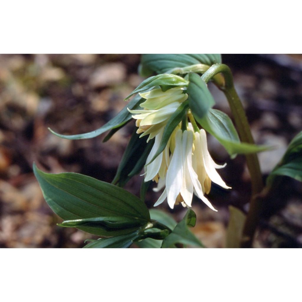 Disporum megalanthum - Cloche des fées