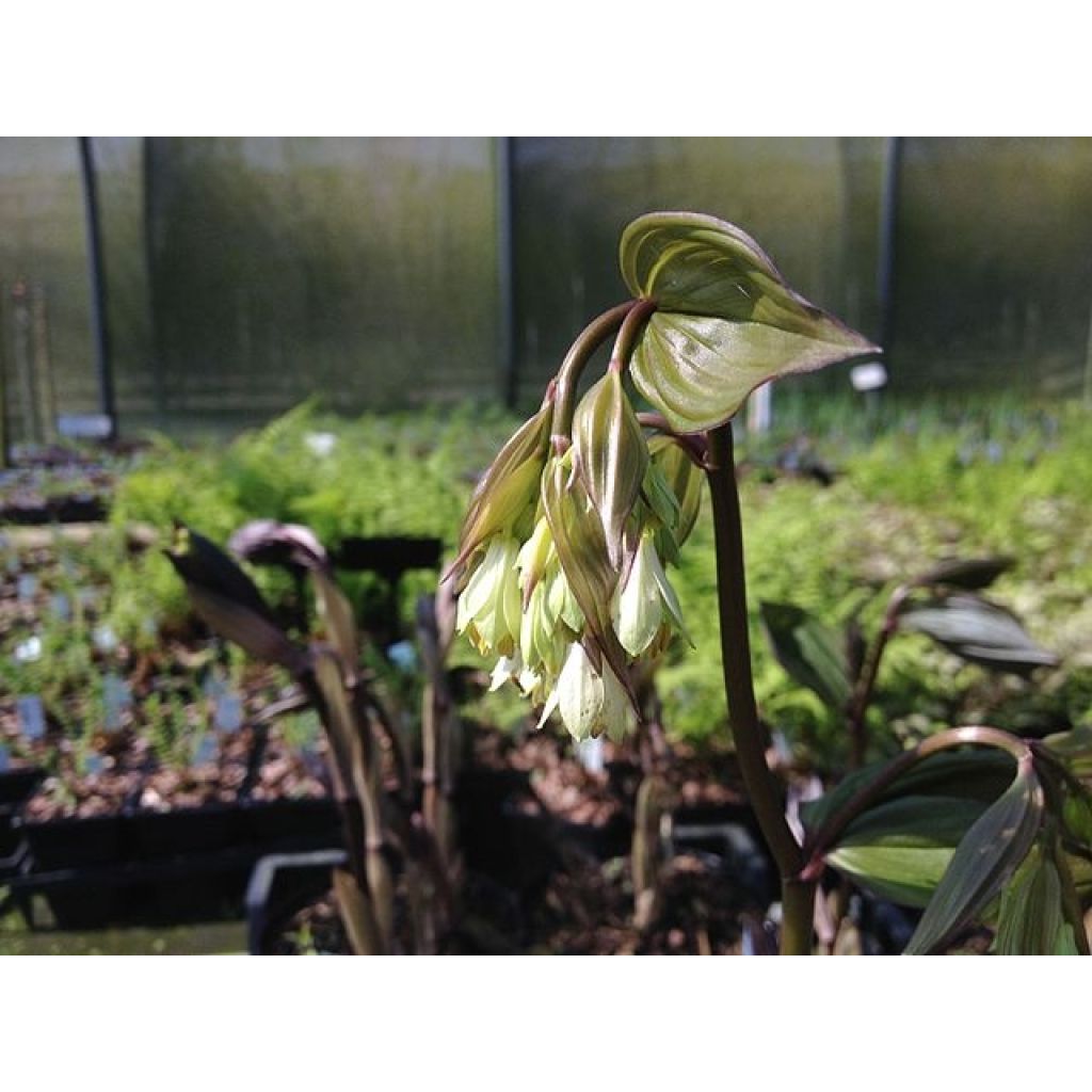 Disporum megalanthum - Cloche des fées