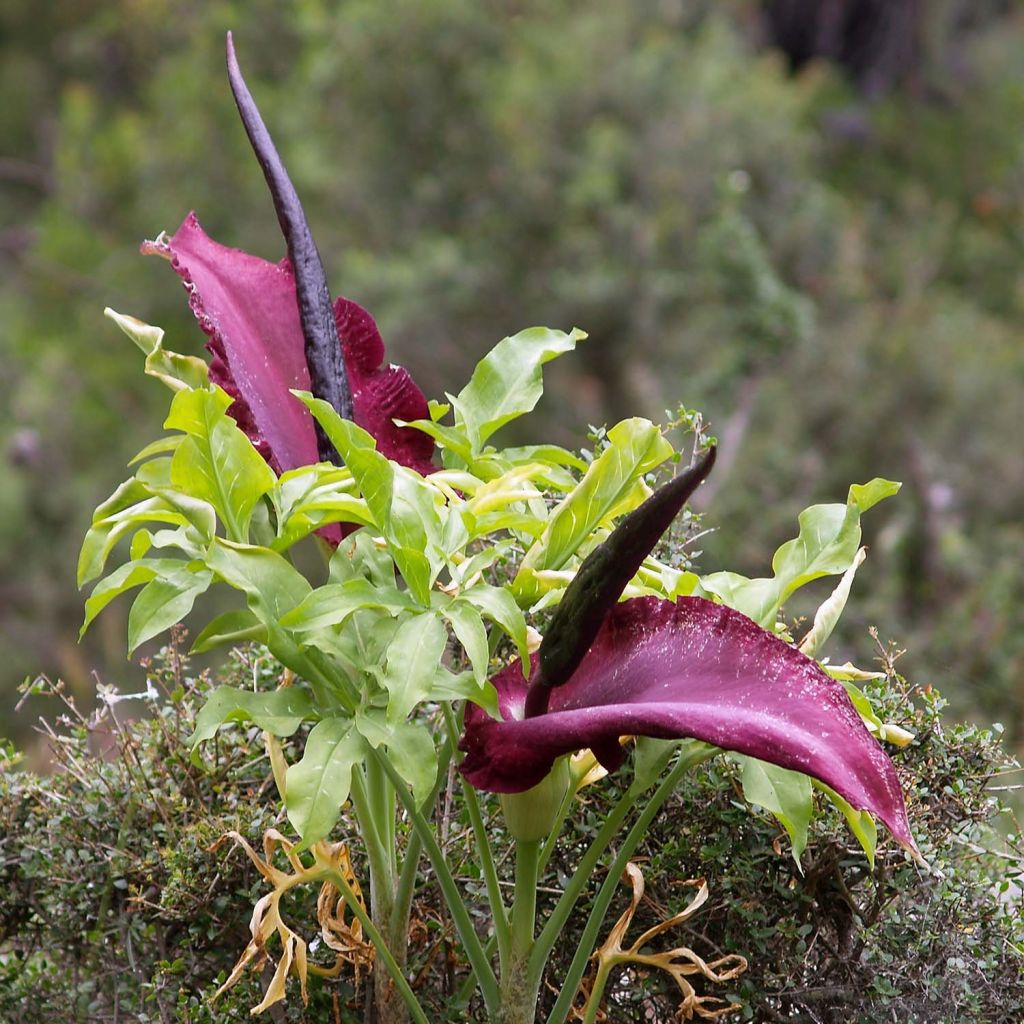 Dracunculus vulgaris - Serpentaire commune