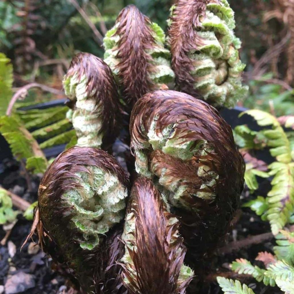 Dryopteris crassirhizoma - Fougère