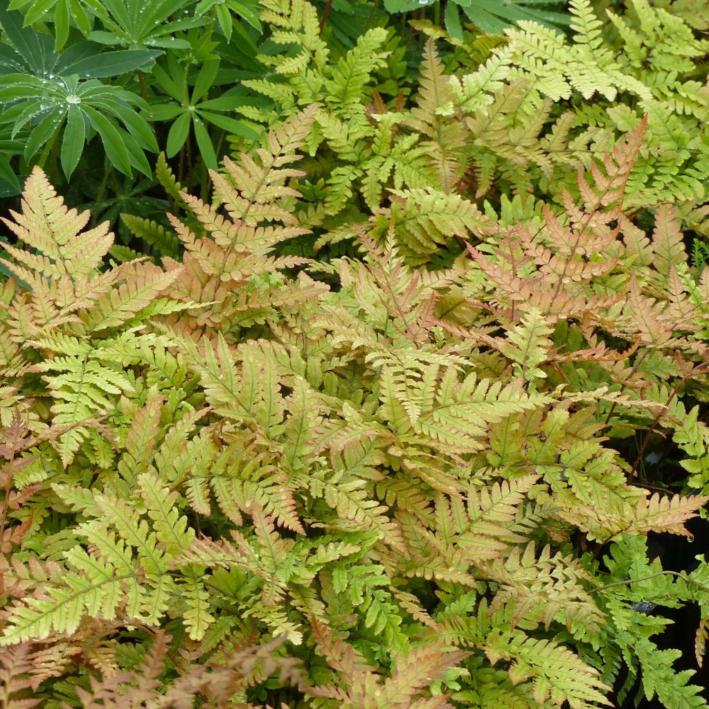 Dryopteris erythrosora - Fougère rose cuivré