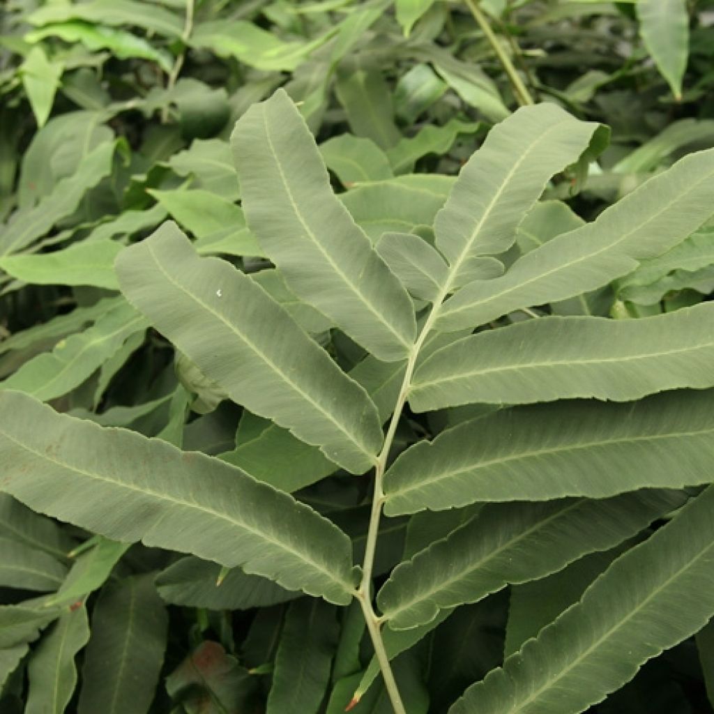 Dryopteris sieboldii - Fougère 