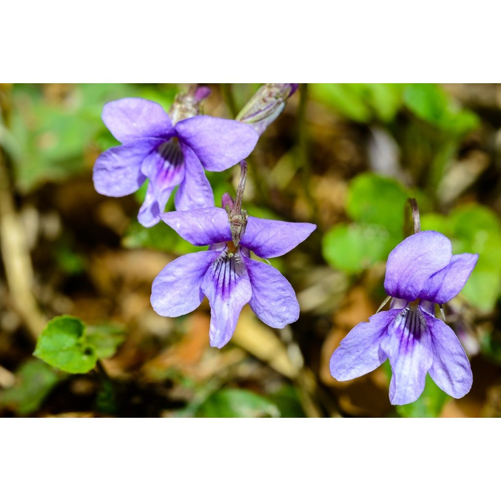 Violette des bois - Viola reichenbachiana