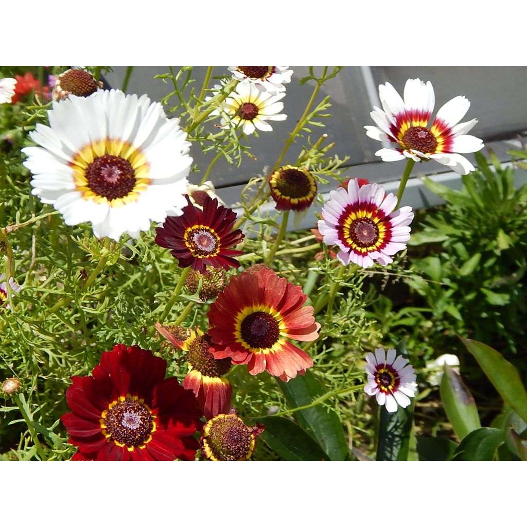 Graines de Chrysanthème à carène Summer Festival - Chrysanthemum carinatum