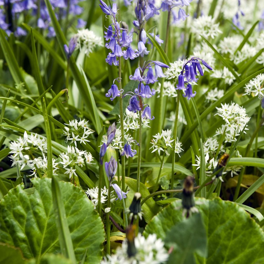 Duo à naturaliser Jacinthe des bois et Ail sauvage