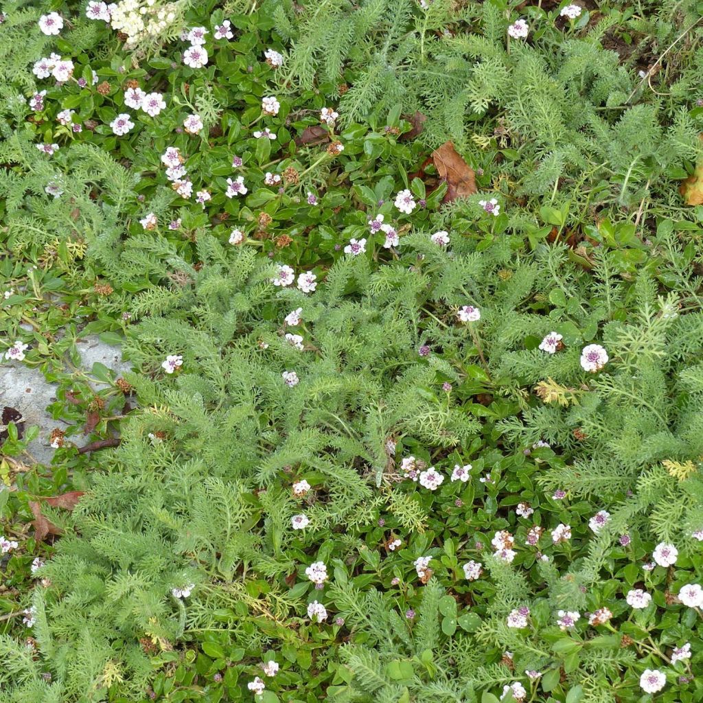 Duo alternatives au gazon 5 Lippia nodiflora et 5 Achillea crithmifolia 