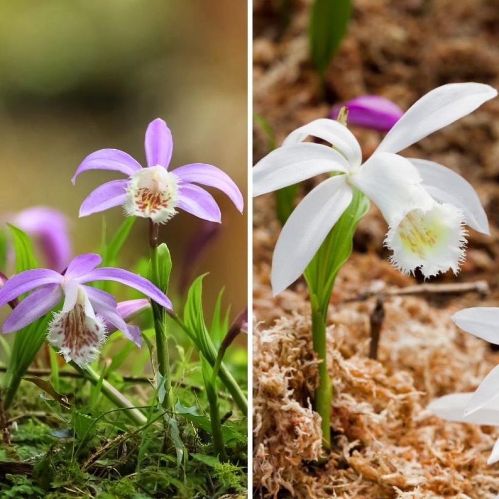 Duo orchidées de jardin - Pleiones de Formose