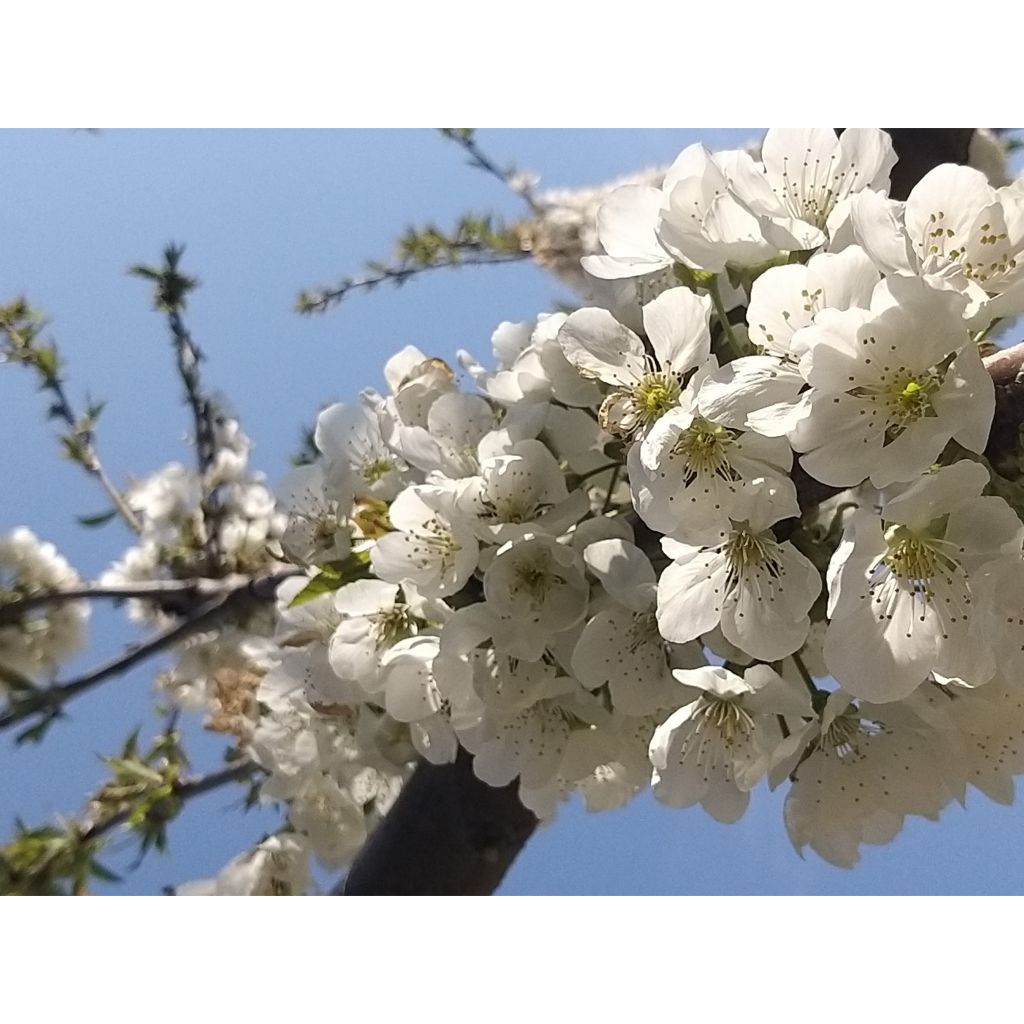 Duo pollinisateur de cerisiers pour une récolte abondante