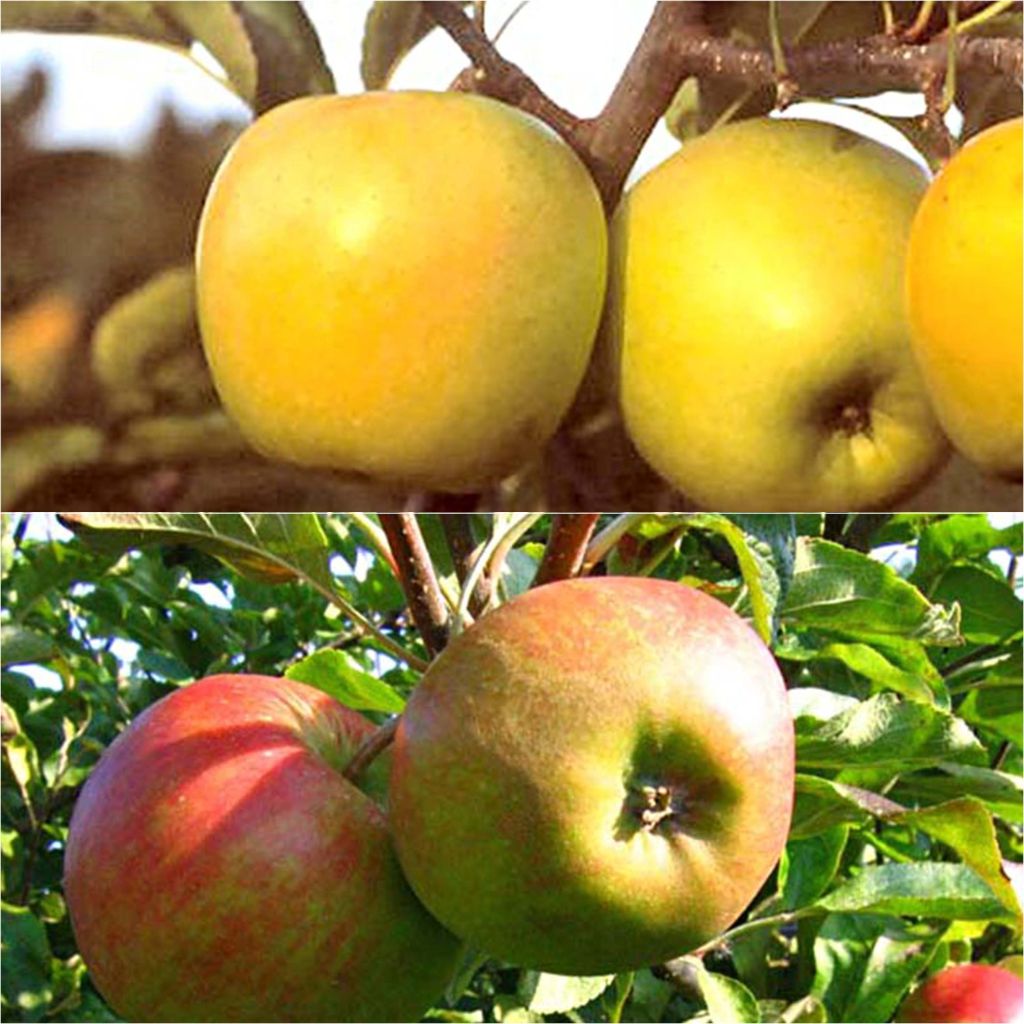 Duo pollinisateur de pommes à cuire en gobelet