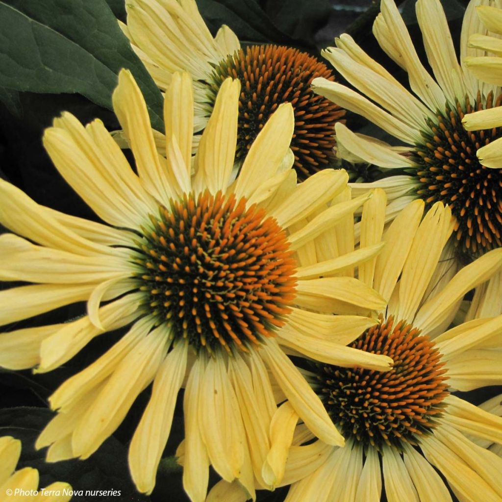 Echinacea Aloha - Echinacée