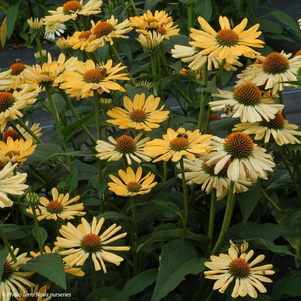 Echinacea Aloha - Echinacée