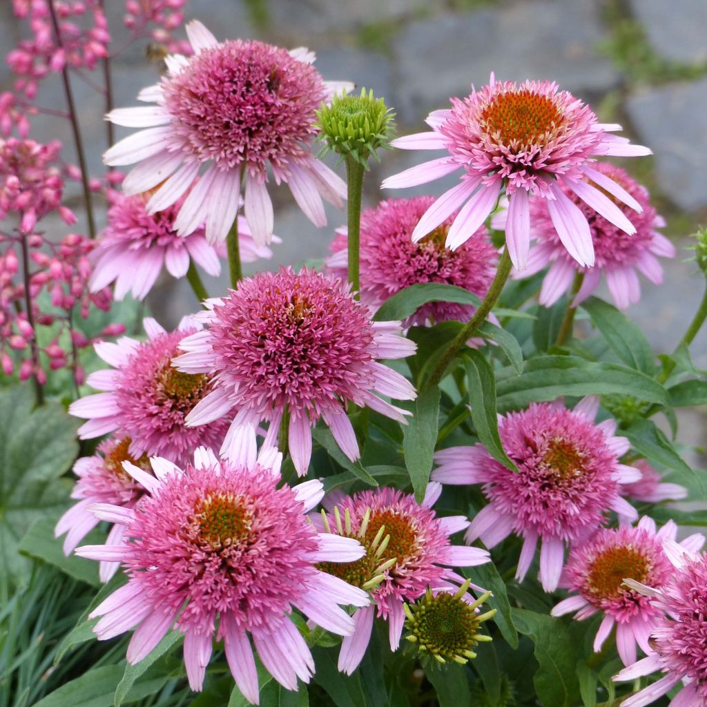 Echinacea Butterfly Kisses - Echinacée