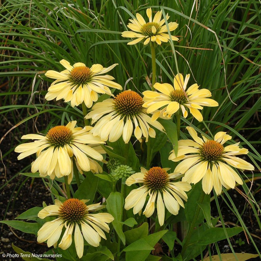 Echinacea Chiquita - Echinacée