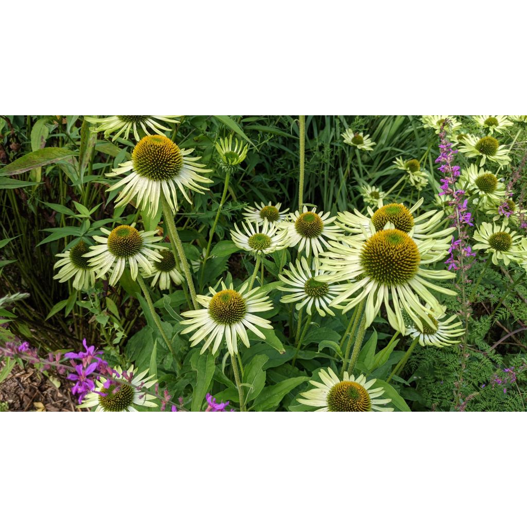 Echinacea Green Jewel - Echinacée