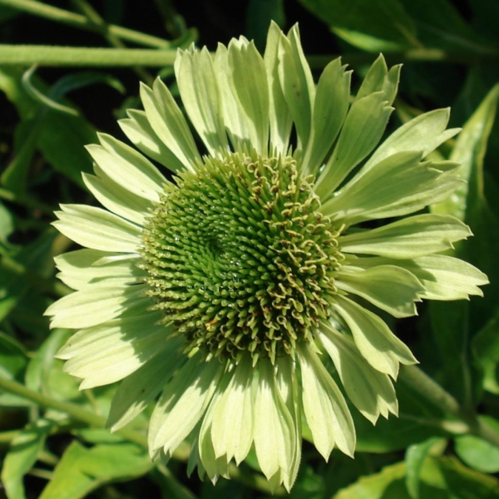 Echinacea Green Jewel - Rudbeckia pourpre