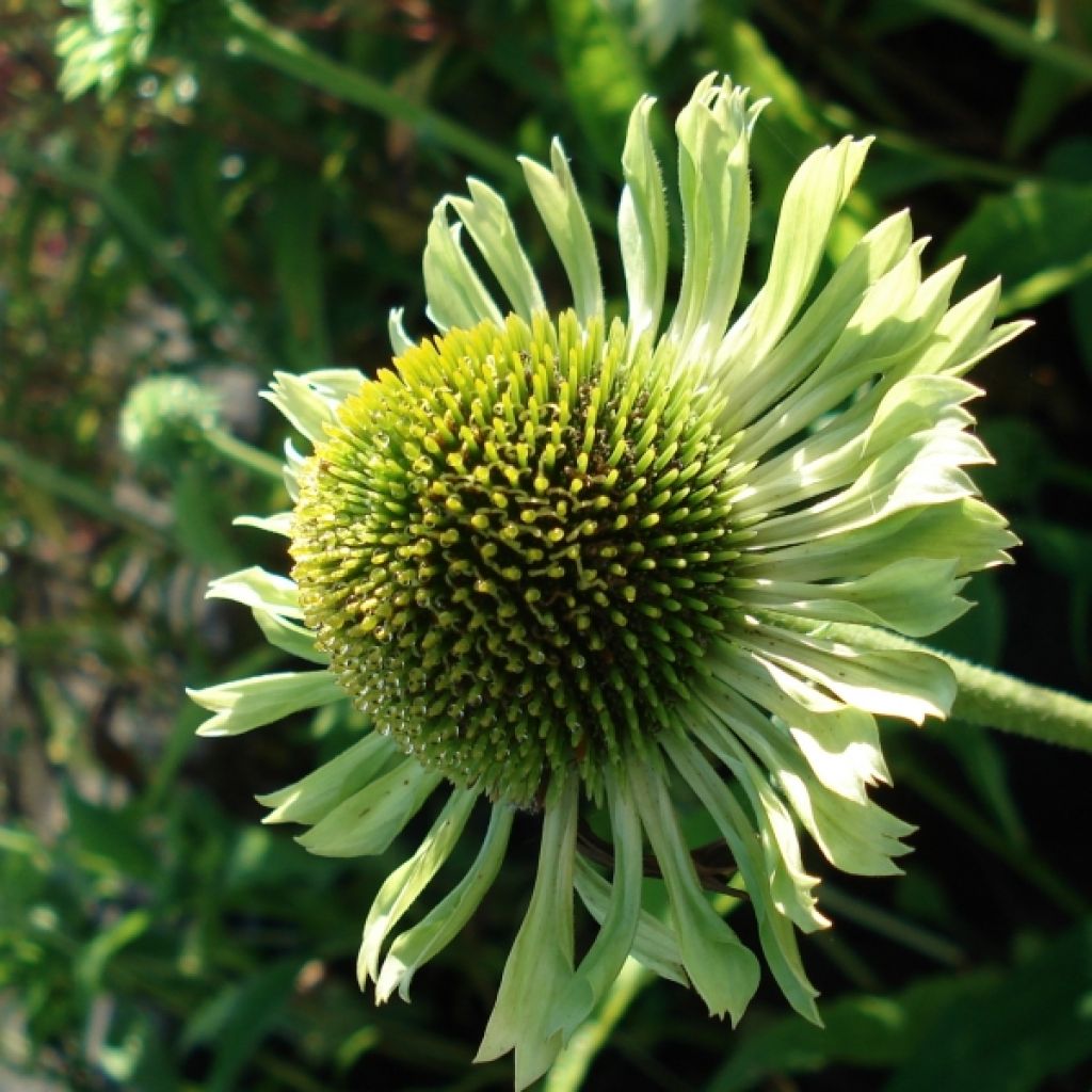 Echinacea Green Jewel - Rudbeckia pourpre