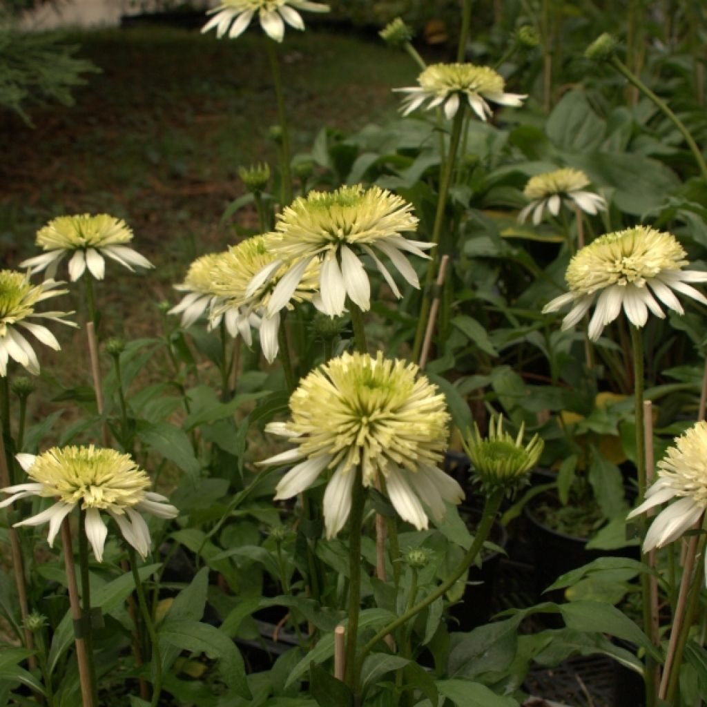 Rudbeckia ou Echinacea purpurea Meringue