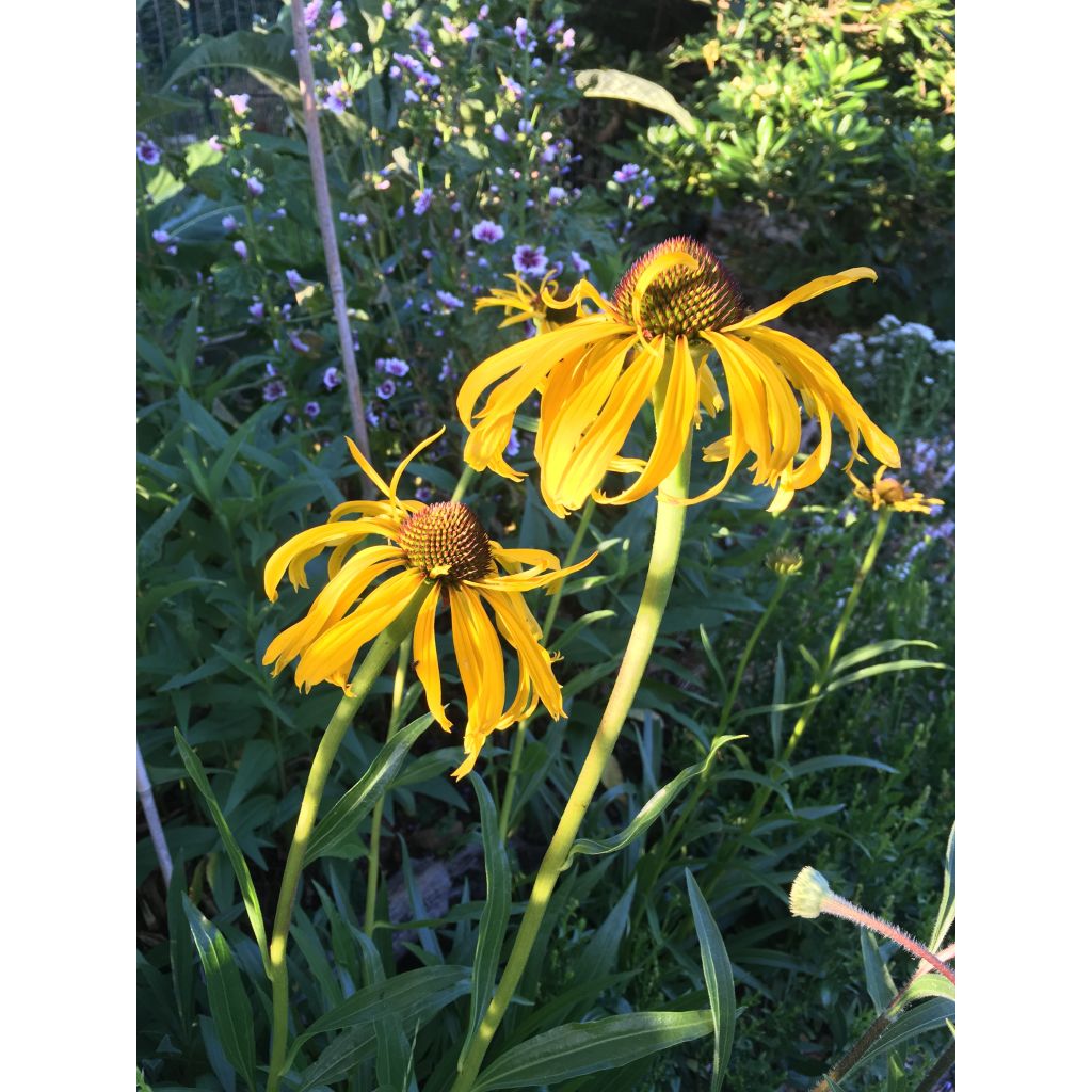 Echinacea paradoxa - Echinacée jaune