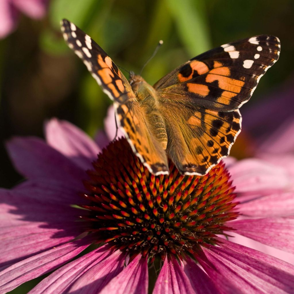 Echinacea purpurea - Echinacée pourpre