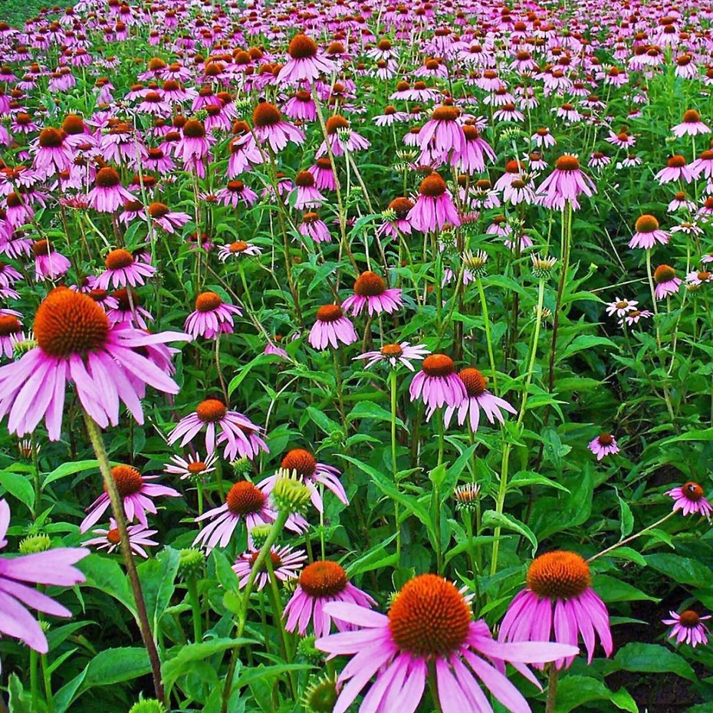 Echinacea purpurea - Echinacée pourpre