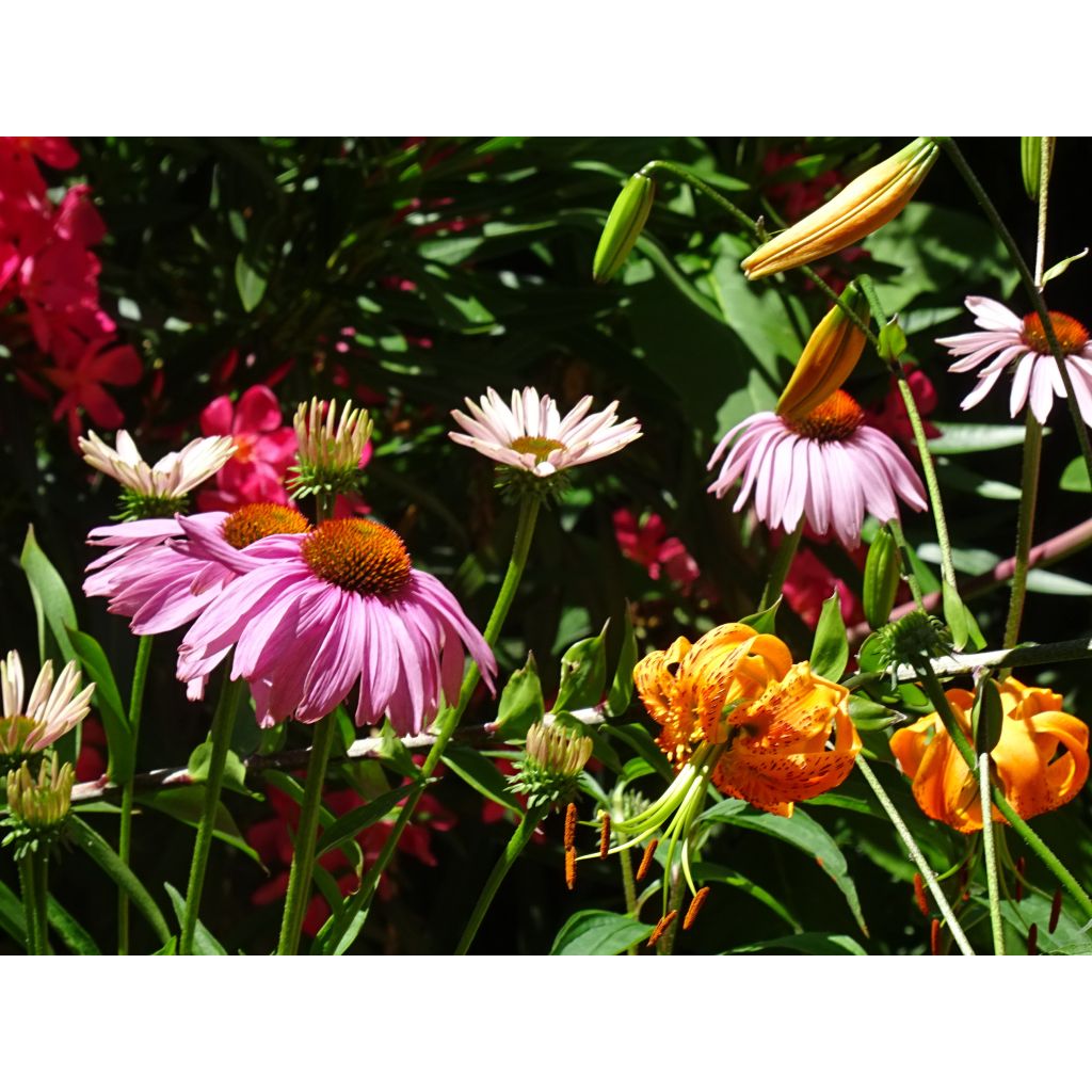 Echinacea purpurea Magnus - Echinacée