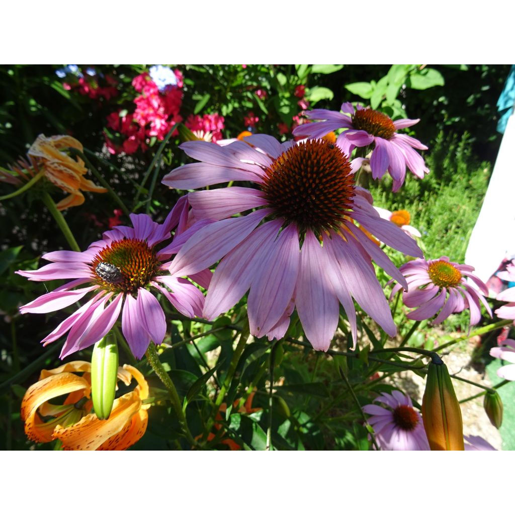 Echinacea purpurea Magnus - Echinacée